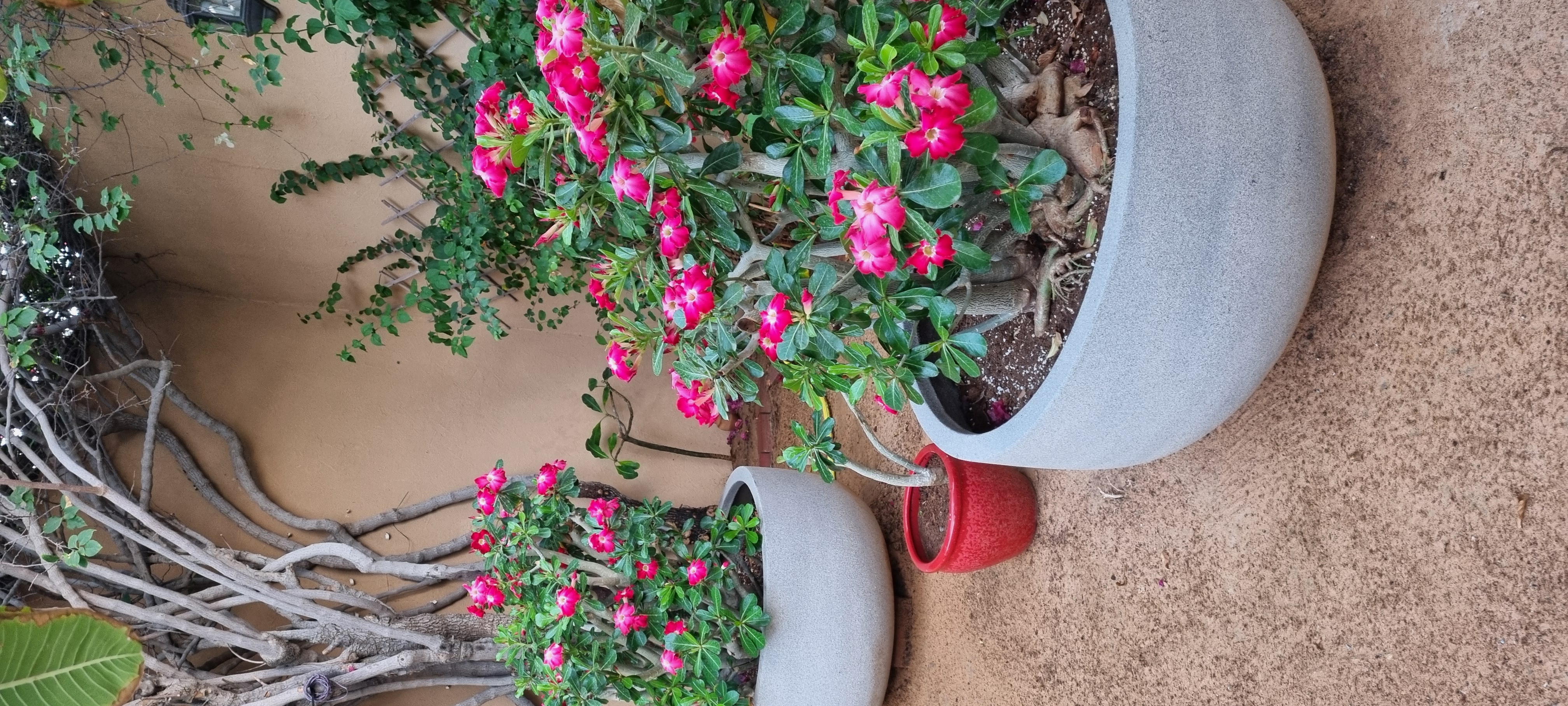 Desert rose