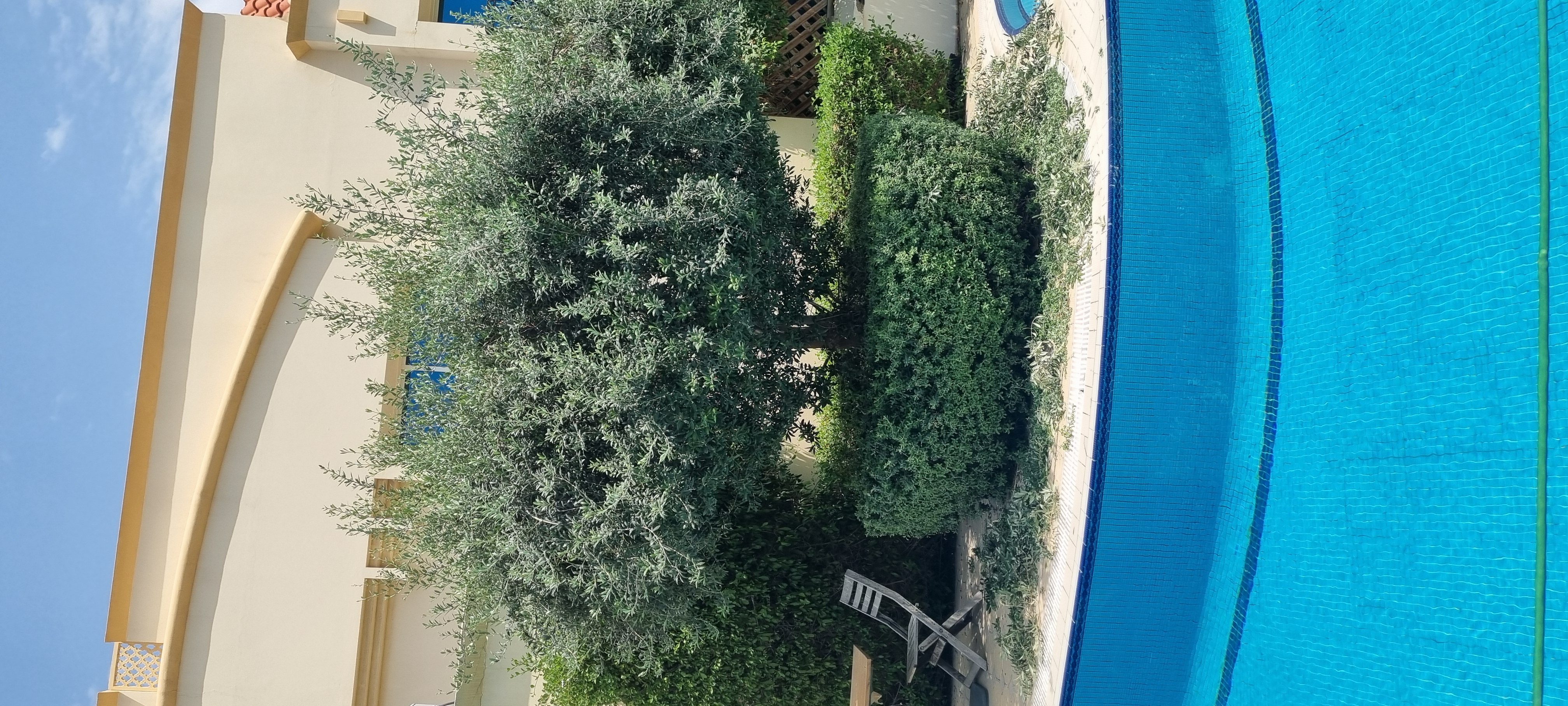 Olive tree